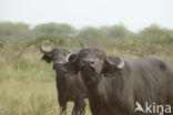 Savanna buffalo