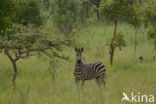 Burchell s zebra (Equus burchellii)