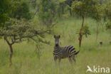 Burchell s zebra (Equus burchellii)