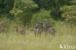 Burchell s zebra (Equus burchellii)