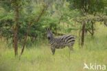 Burchell s zebra (Equus burchellii)