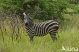 Burchell s zebra (Equus burchellii)