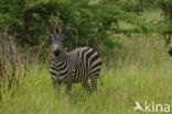 Burchell s zebra (Equus burchellii)