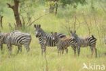 Burchell s zebra (Equus burchellii)