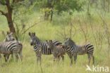 Burchell s zebra (Equus burchellii)