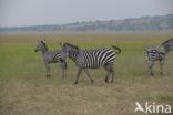 Burchell s zebra (Equus burchellii)