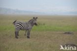 Burchell s zebra (Equus burchellii)