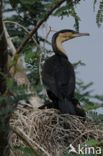 Aalscholver (Phalacrocorax carbo)