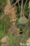 Village Weaver (Ploceus cucullatus)