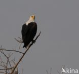 African fish eagle (Haliaeetus vocifer)