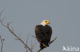 African fish eagle (Haliaeetus vocifer)