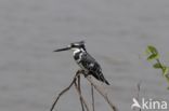 Bonte IJsvogel (Ceryle rudis)