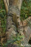 Nijlvaraan (Varanus niloticus)