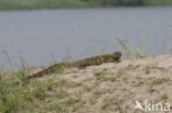 Nile Monitor (Varanus niloticus)