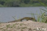 Nile Monitor (Varanus niloticus)