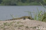 Nile Monitor (Varanus niloticus)