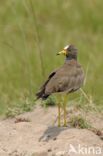 African wattled lapwing