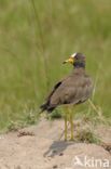 African wattled lapwing