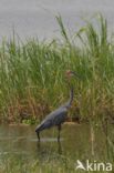 Goliath heron (Ardea goliath)