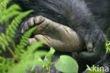 Mountain gorilla (Gorilla beringei beringei)