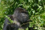 Mountain gorilla (Gorilla beringei beringei)