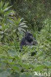 Mountain gorilla (Gorilla beringei beringei)