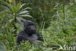 Mountain gorilla (Gorilla beringei beringei)