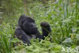 Berggorilla (Gorilla beringei beringei)