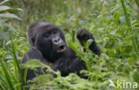 Mountain gorilla (Gorilla beringei beringei)