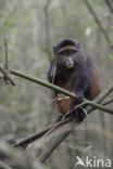 Golden monkey (Cercopithecus mitis kandti)