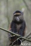 Gouden meerkat (Cercopithecus mitis kandti)