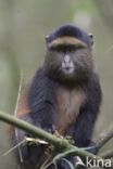 Gouden meerkat (Cercopithecus mitis kandti)