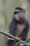 Golden monkey (Cercopithecus mitis kandti)