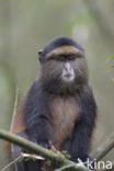 Gouden meerkat (Cercopithecus mitis kandti)