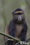 Gouden meerkat (Cercopithecus mitis kandti)