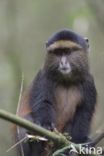 Gouden meerkat (Cercopithecus mitis kandti)