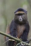 Gouden meerkat (Cercopithecus mitis kandti)