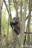 Gouden meerkat (Cercopithecus mitis kandti)