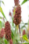 Sorghum bicolor ssp bicolor