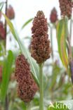 Sorghum bicolor ssp bicolor