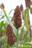 Sorghum bicolor ssp bicolor