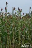 Sorghum bicolor ssp bicolor