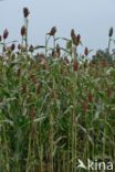 Sorghum bicolor ssp bicolor