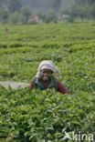 Tea (Camellia sinensis)