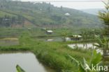 Rwanda