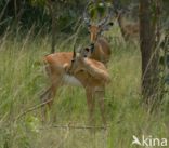 Impala (Aepyceros melampus)