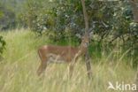 Impala (Aepyceros melampus)