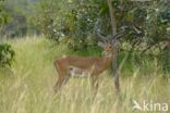 Impala (Aepyceros melampus)