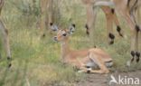 Impala (Aepyceros melampus)