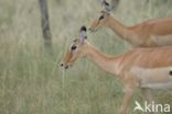 Impala (Aepyceros melampus)